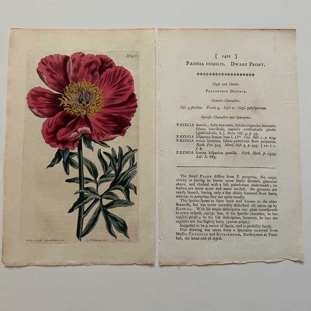 6 Curtis 1800’s Hand-colored Engravings Peony, Hibiscus, Camellia, Water Lily - Picture 8 of 13
